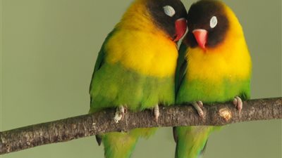  تعرف على أسعار العصافير والحيوانات الأليفة