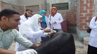 بيطرى دمياط لـ