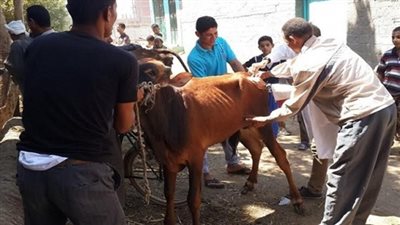 رئيس مدينة مغاغة: تحصين 8353 من رؤوس الأبقار حتى الآن