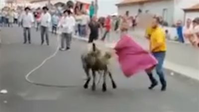 فيديو| لقطات غير طبيعية لرجل يصارع الثيران حاملا طفلا على ذراعه 