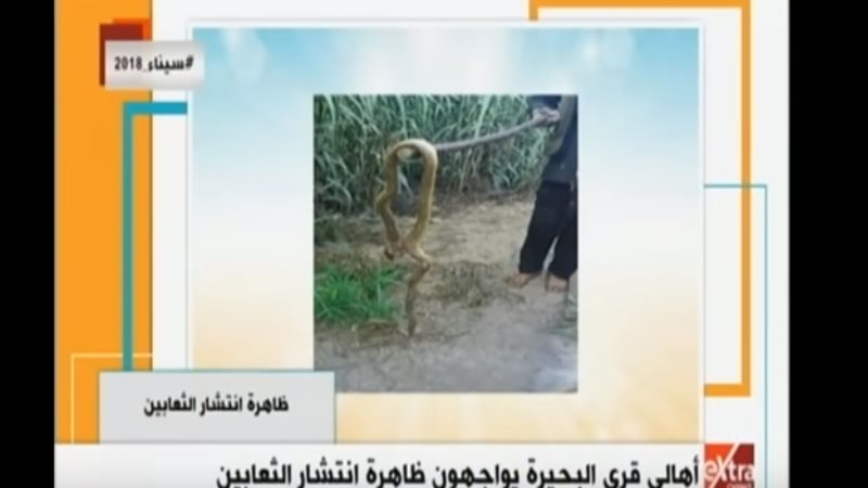 انتشار ظاهرة الثعابية
