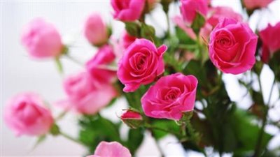 تعرف على أسعار الورد في المحلات.. اليوم
