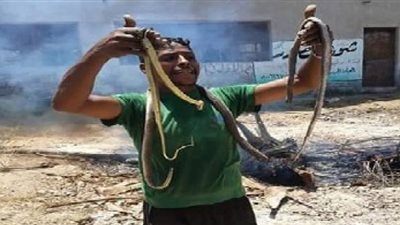 نادية عبده: أزمة الثعابين فى محافظة البحيرة لا تستدعي قلق المواطنين