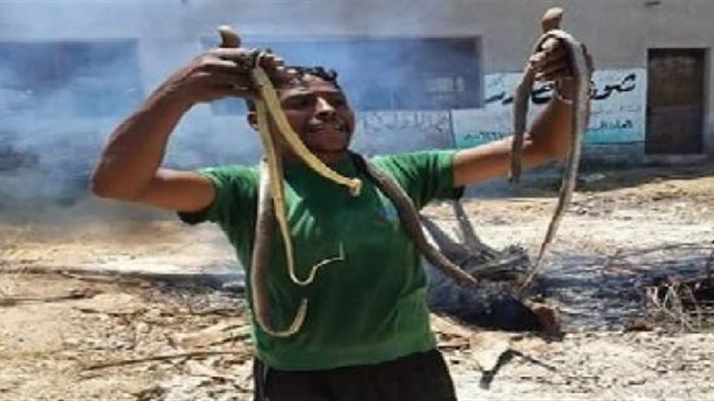 الثعابين