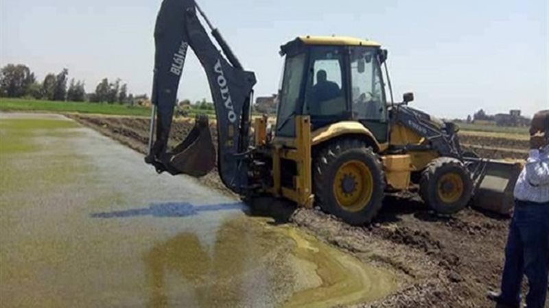 مشاتل الأرز 