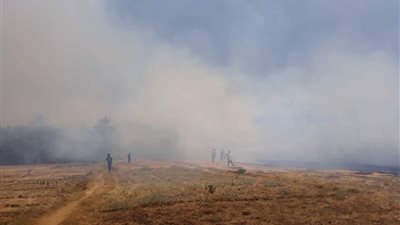صور.. اندلاع حريق في مزرعة نخيل في الوادي الجديد 