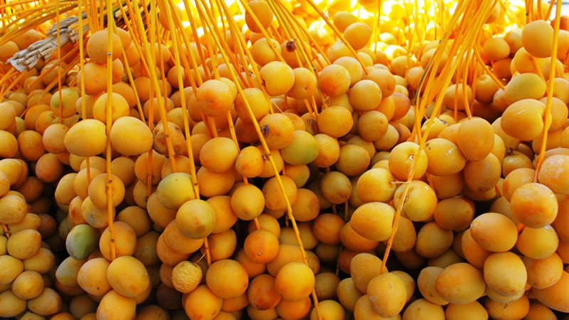 أسعار البلح 