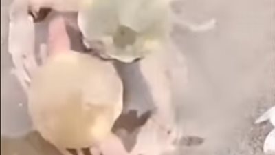 كابوريا ترفض التخلي عن احتضان أخرى تحت شعار 