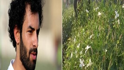 فيديو.. زراعة الياسمين تنعش مسقط رأس محمد صلاح