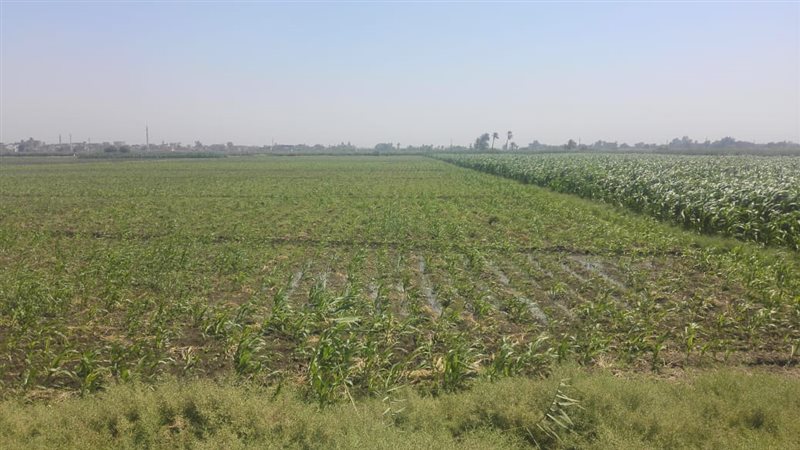 محاصيل الذرة-سوهاج