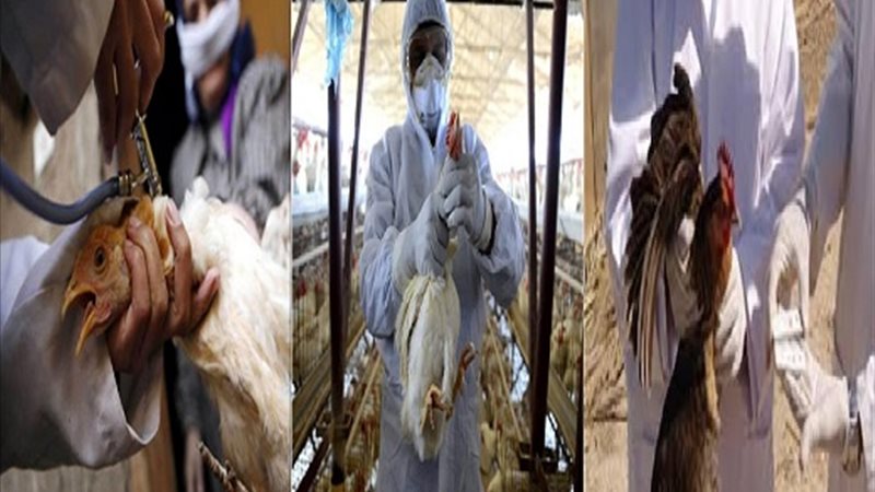 فحص أنفلونزا الطيور