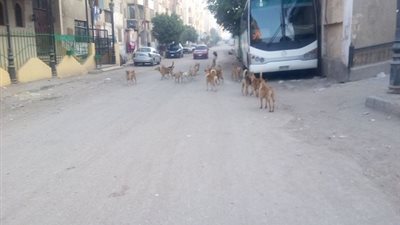 كلاب مسعورة تعقر 9 مواطنين فى زفتى وتسبب حالة من الرعب للأهالى