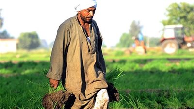 الفلاح المصري 