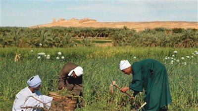 الفلاح المصري .. هضم حقه مبارك والرئيس السيسي أعطاه مزايا