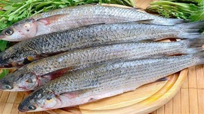 أسعار الأسماك المملحة