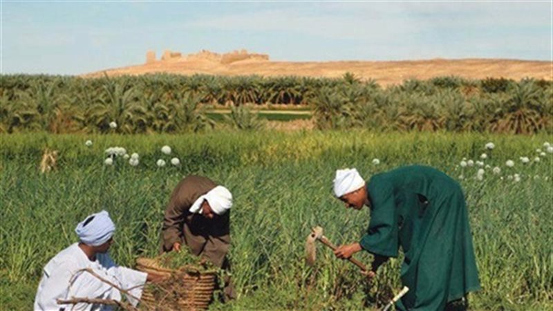 الفلاح المصري في