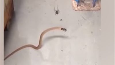 فيديو.. معركة عنيفة بين ثعبان وعنكبوت لن تتخيل الفائز فيها