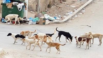 محافظ أسيوط: حملات مكثفة للقضاء على الكلاب الضالة