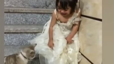 فيديو.. رد فعل مضحك لطفلة اقتربت منها قطة 