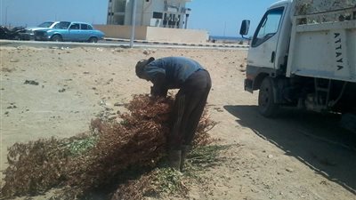 صور.. حملة لرفع المخلفات الشجرية بمدينة القصير