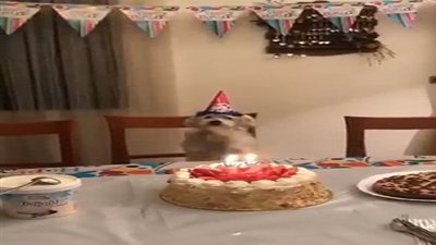 فيديو.. عيد ميلاد كلب يثير ضجة بين رواد التواصل الاجتماعي