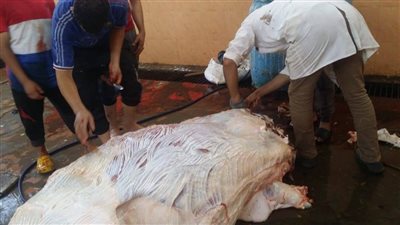 بيطري سوهاج لـ