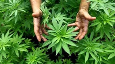 بريطانيا تسمح لـ الأطباء بوصف الماريجوانا كعلاج