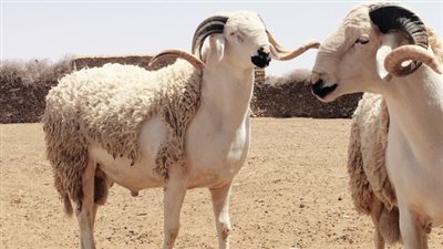 أسعار الخرفان في عيد الأضحى 2018