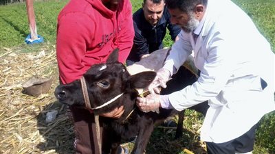 غدا.. 3 قوافل لتحصين الماشية ضد الجلد العقدي بـ الفرافرة