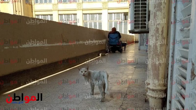 قطط في مستشفى العجوزة