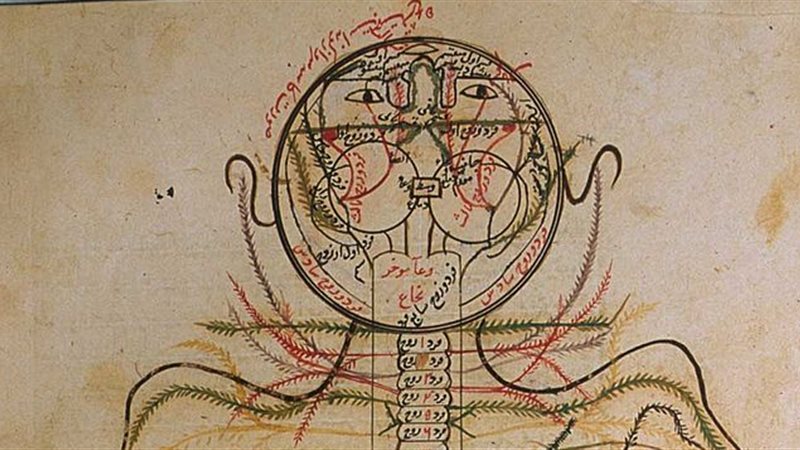 تشريح بدن إنسان لمنصور
