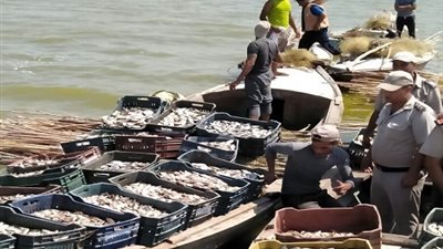 شرطة مسطحات كفرالشيخ تشن حملة على محترفي الصيد الجائر ومهربي الزريعة ببحيرة البرلس