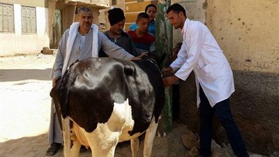 بيطري المنيا يطلق قوافل مجانية بـ12 قرية
