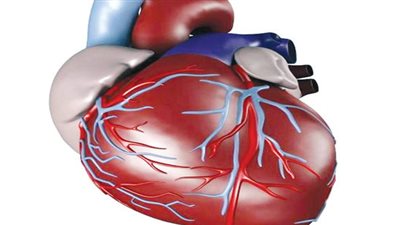 الجمعية المصرية لتصلب الشرايين تعقد مؤتمرا لحسم جدل مادة مسرطنة