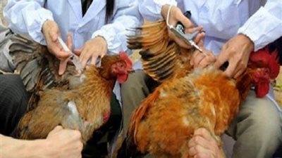 محافظ الشرقية : تحصين 1.8 مليون طائر ضد مرض أنفلونزا الطيور