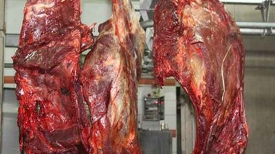 ظبط كميات ضخمة من اللحوم الفاسدة بشبرا