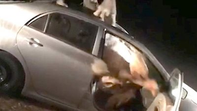 فيديو.. مشهد مفزع لجمل عالق في سيارة بطريقة مروعة
