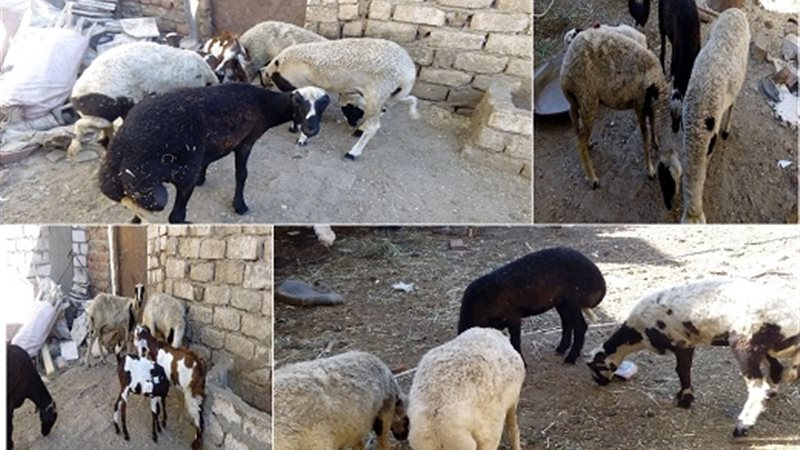 أسواق الأضاحي بسوهاج