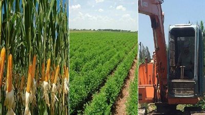 صور.. بدء موسم حصاد الأرز بكفر الشيخ وتوزيع 75 ألف طن أسمدة على المزارعين