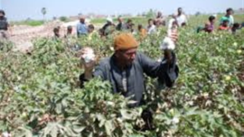 زراعة القطن 
