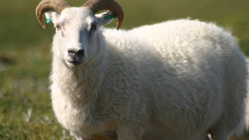 شروك أضحية عيد الأضحى