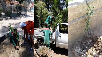 صور.. زراعة الأشجار المثمرة بمراكز الشباب‏ بــ حى الزاوية الحمراء