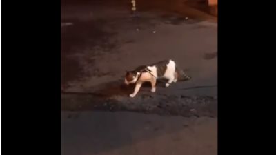 شاهد.. كلب ينقذ قطا من شجار عنيف!