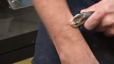 شاهد.. رجل يعيش على سموم الثعابين