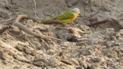 شاهد.. معركة بين طائر وثعبان انتهت بمفاجأة!