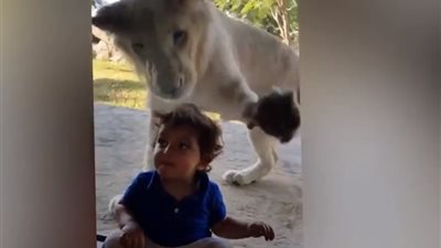 فيديو.. أسد يحضر مفاجأة مرعبة لطفل على طريقة الخاصه