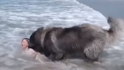 فيديو.. كلب يضحي بـ حياته لإنقاذ طفلة