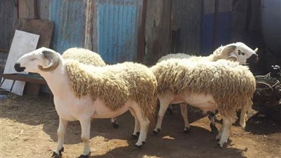 أستاذ أمراض الجلدية يحذر من عدة أمراض تصيب الأطفال بسبب خرفان العيد