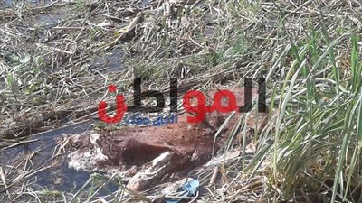 بعد مطالبة الرئيس بإزالة الحشائش بنهر النيل.. أهالى بنى سويف: أصبح مقبرة جماعية للحيوانات النافقة
