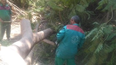 صور.. رئيس حي الساحل يوجه بالتعامل مع سقوط شجرة بميدان الزهراء